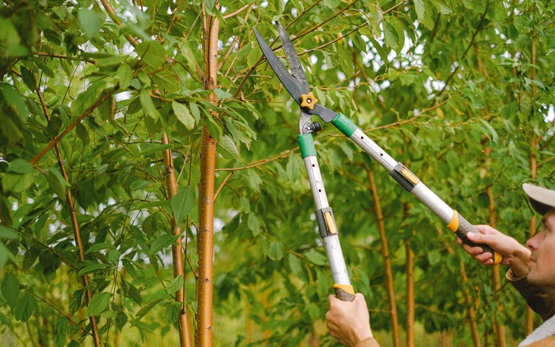 Tree trimming in Cut Bank, MT